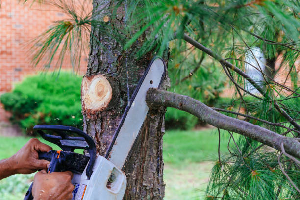 Best Hazardous Tree Removal  in Homeland, CA